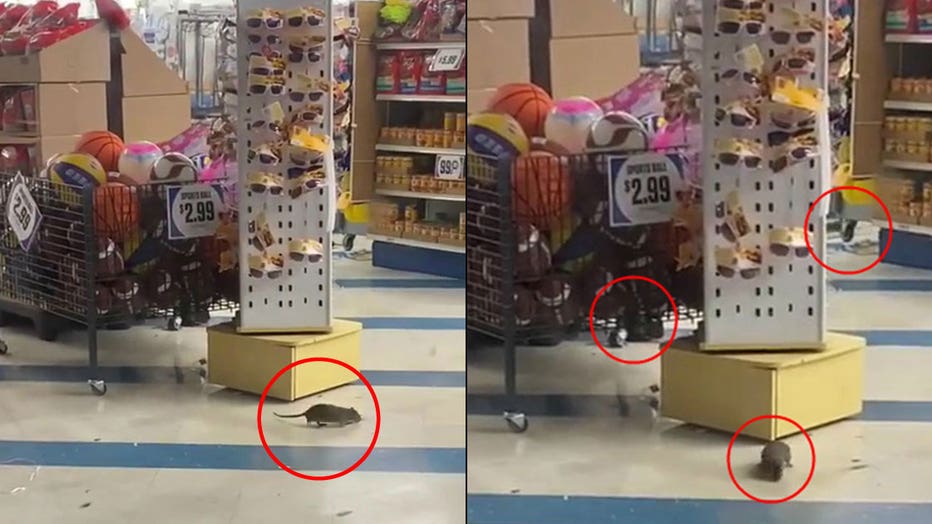 Disturbing video surfaces of rats roaming around inside Los Angeles area 99  Cents Only store
